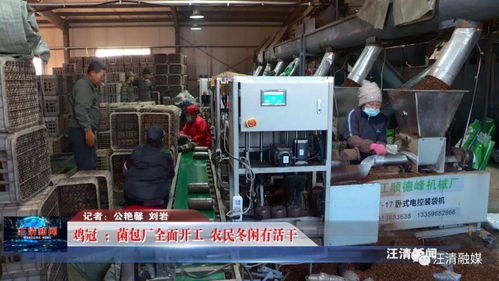 雞冠菌包廠全面開工，網(wǎng)絡(luò)工程賦能，農(nóng)民冬閑有活干